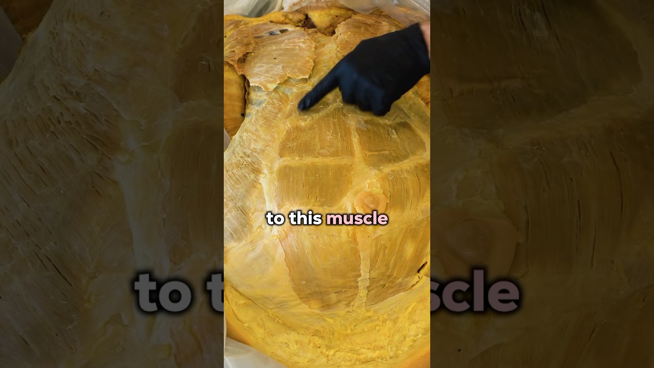 Unhealthy Amount of Fat?