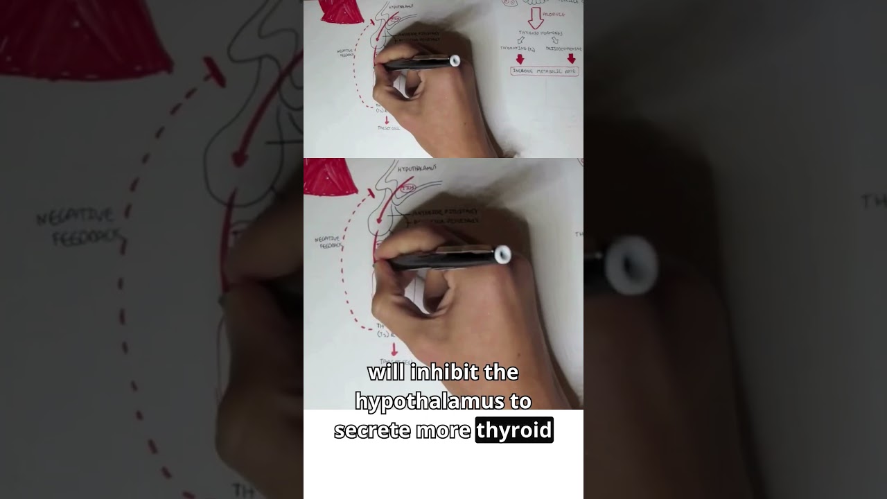 Tiny gland, powerful control system 🦋🧠 #thyroidgland #thyroidhormones  #endocrinology  #meded