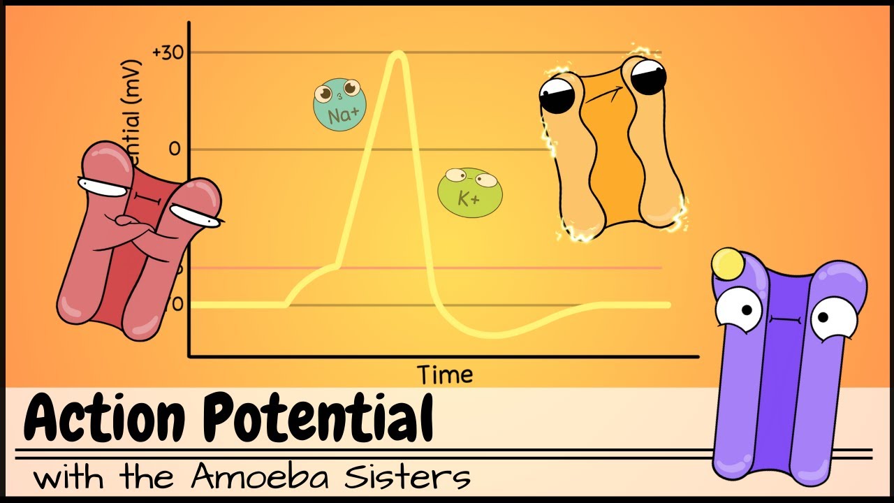 Action Potential