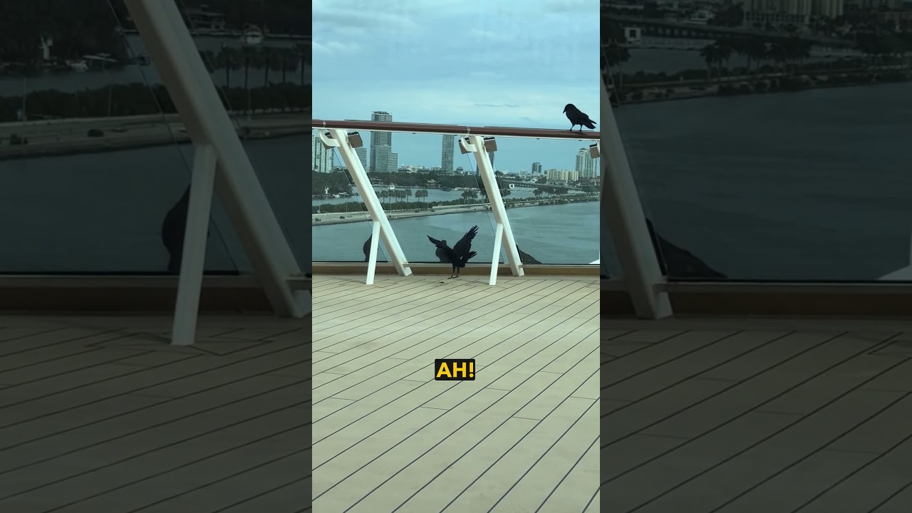 Crow vs Glass - Ozzy Man Reviews