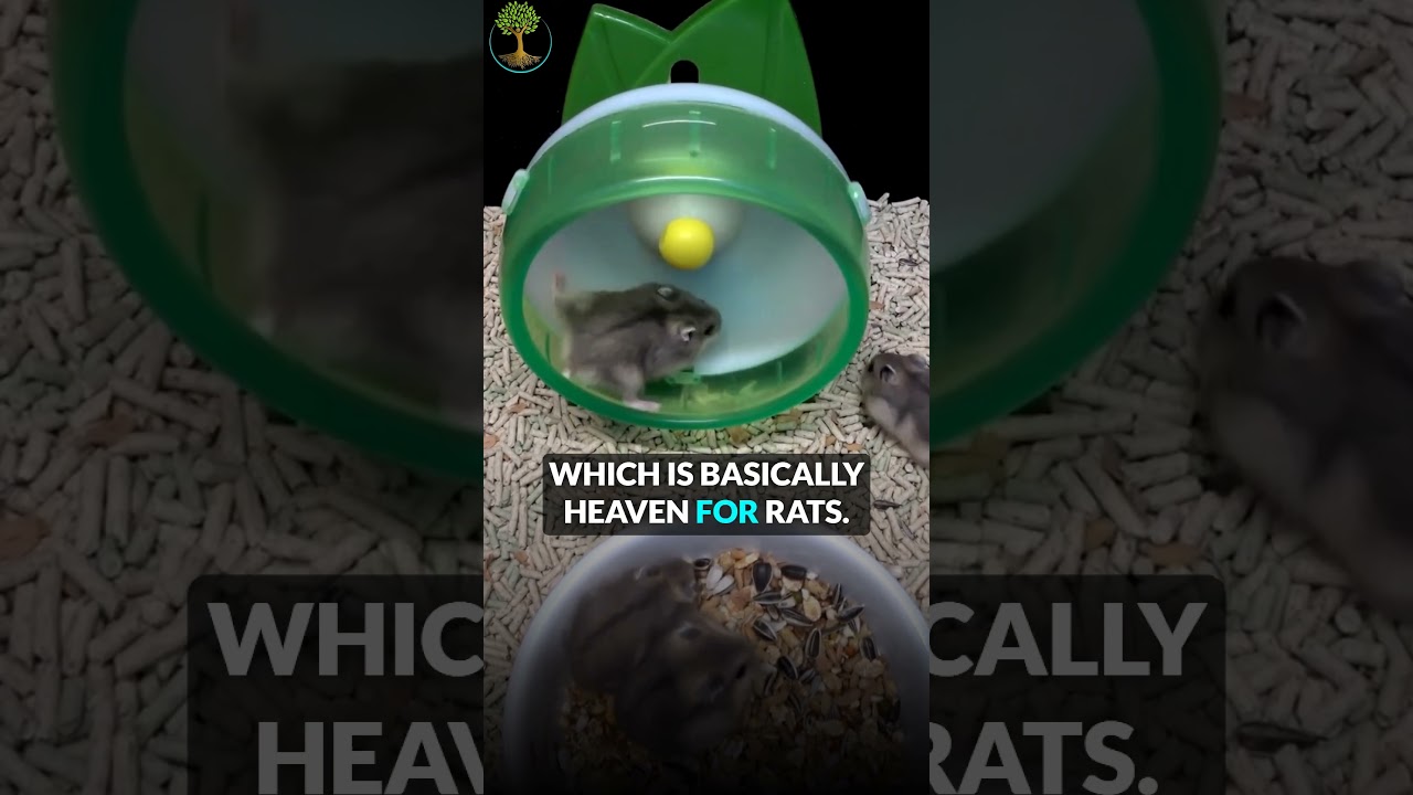 This One Experiment Changed Everything We Thought About Addiction