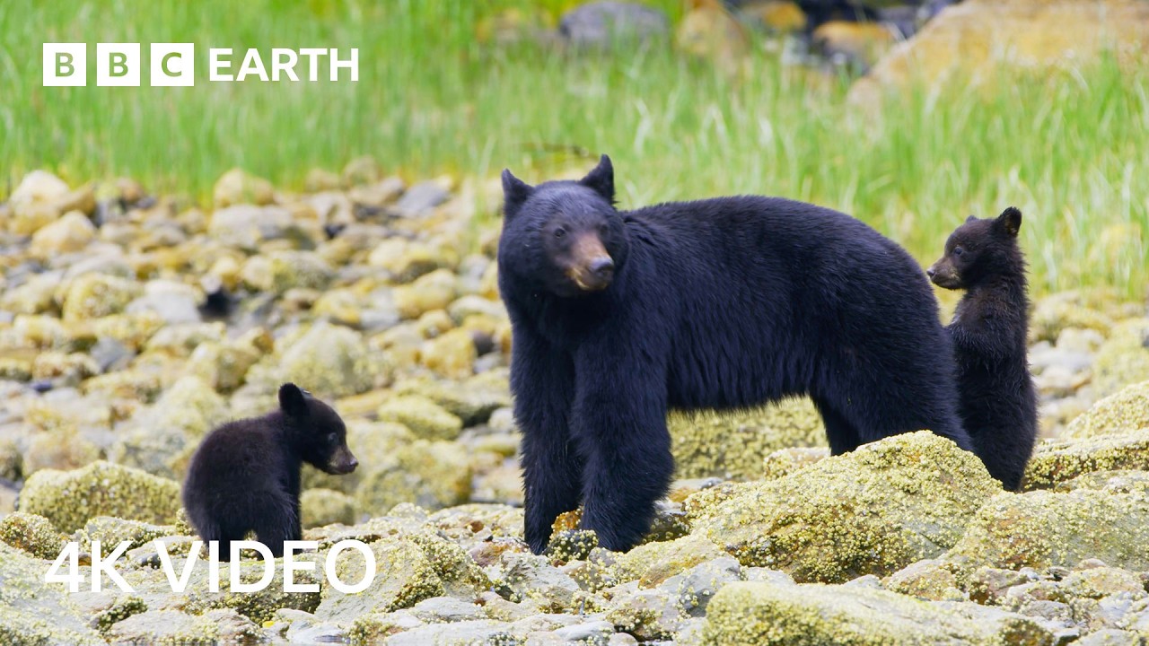 Travel to the Seven Continents of Our Incredible World | 4K UHD | BBC Earth