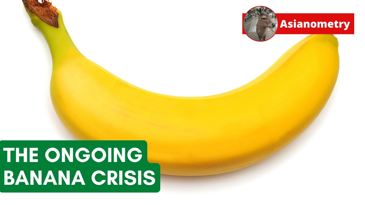 The Wildly Infectious Banana Plague