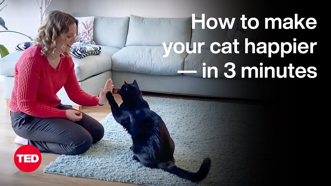 How to Make Your Cat Happier — in 3 Minutes | Nicky Trevorrow | TED