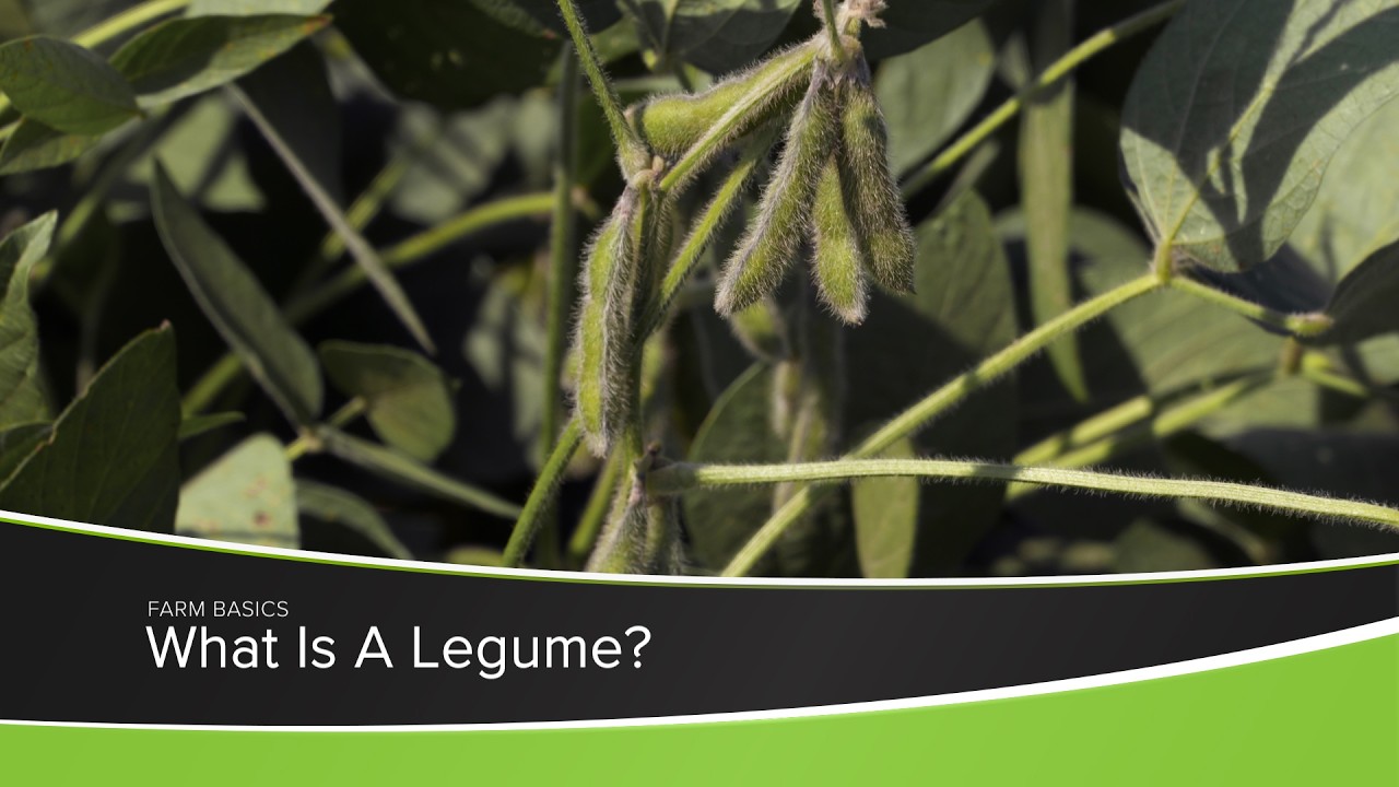 What Is A Legume?