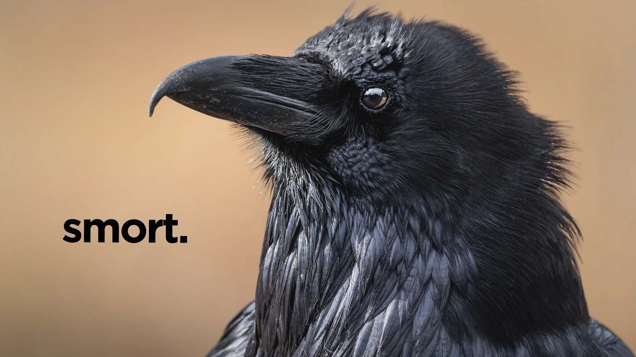 The Smartest, Dumbest, And Weirdest Animals - A Collection