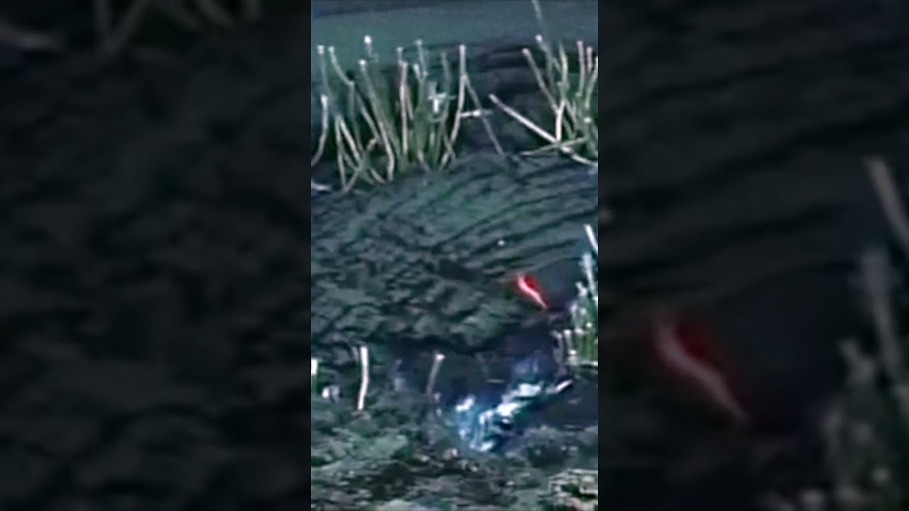 Asphalt Seeps in the Deep Sea #shorts