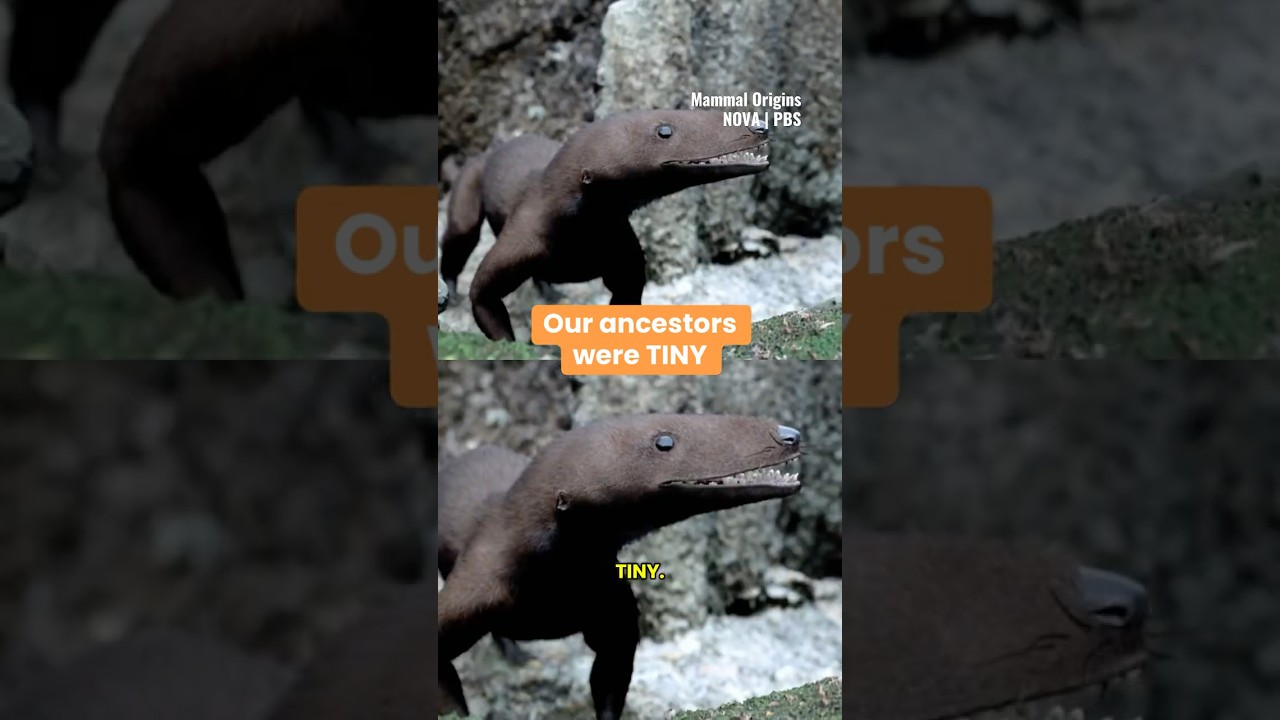 Our ancestors were TINY? #mammals #evolution #dinosaurs
