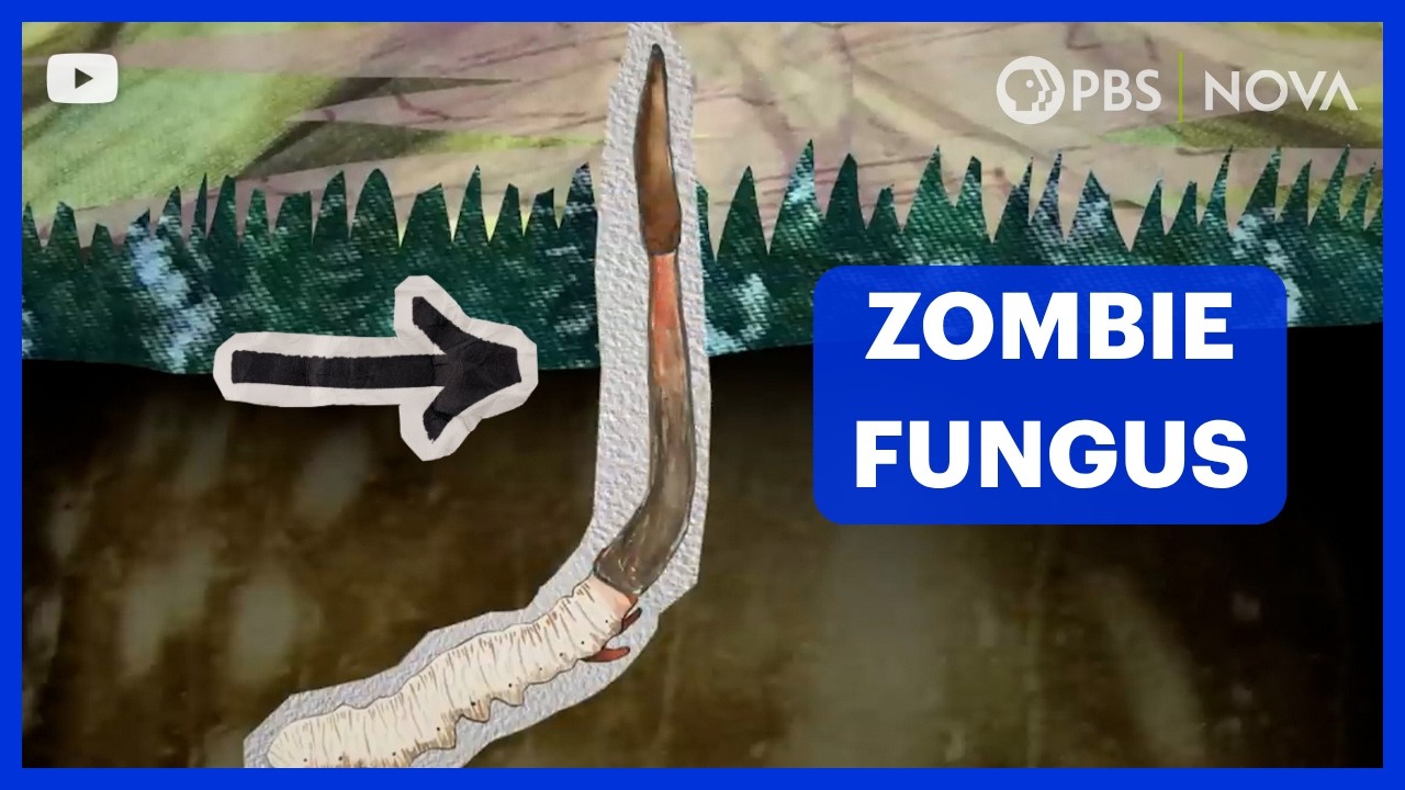 The World's Most Expensive Fungus | NOVA | PBS