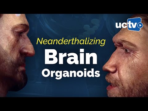 CARTA: Neanderthalizing Brain Organoids with Alysson Muotri