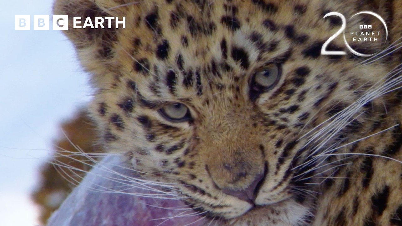 1 Hour of Iconic Planet Earth Moments | 20 Years of Planet Earth | BBC Earth