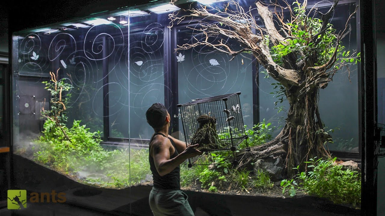 I Released Birds Into My Giant Grasslands Vivarium