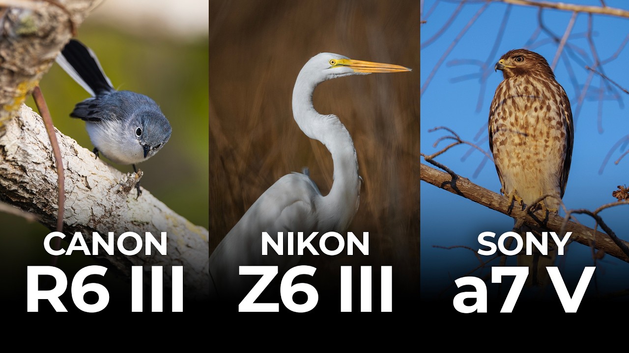 Which Camera is Right for Your Bird Photography?