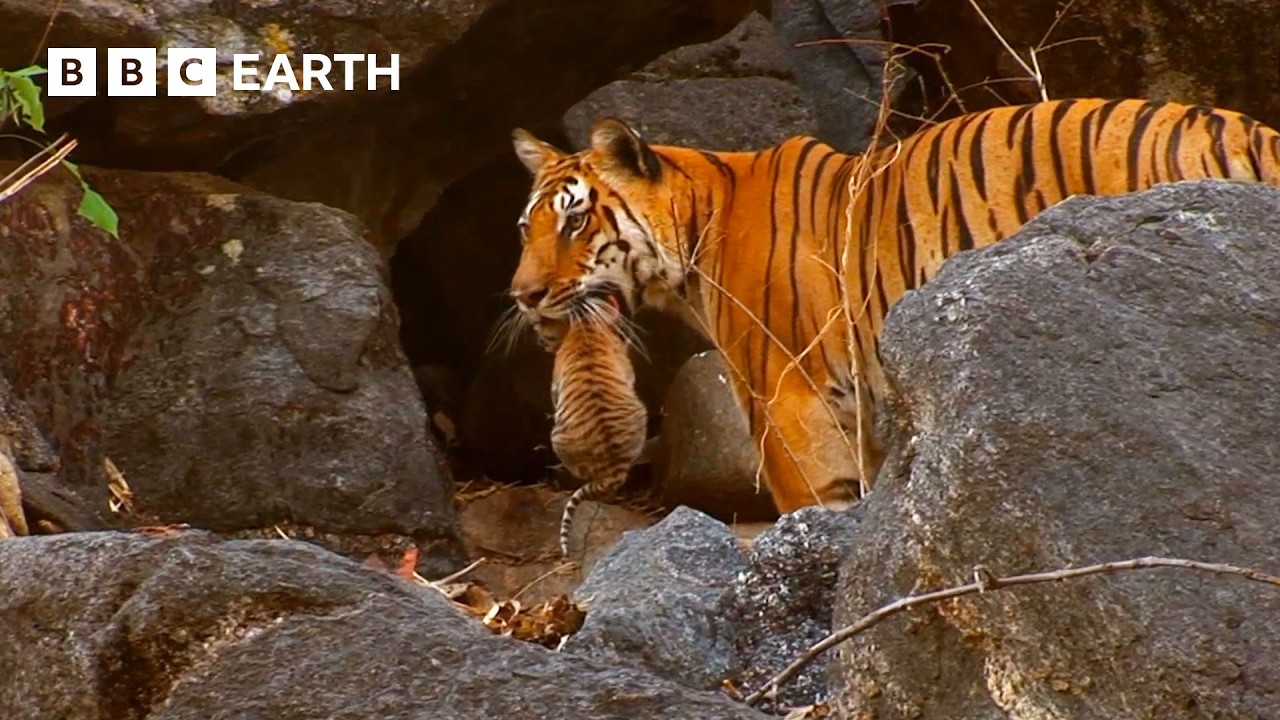1 Hour of Family Moments From the Animal Kingdom | BBC Earth