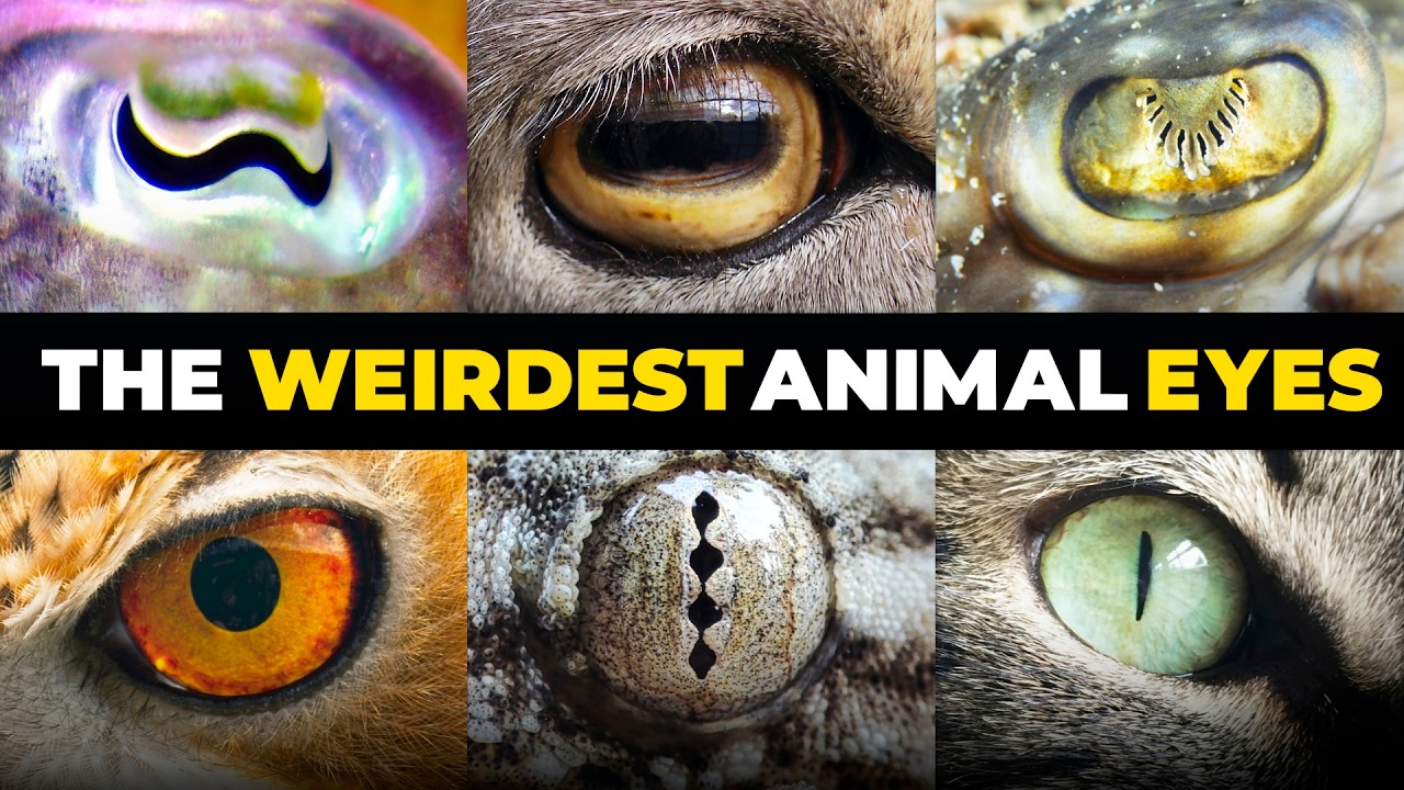 Why Animal Eyes Look So Weird