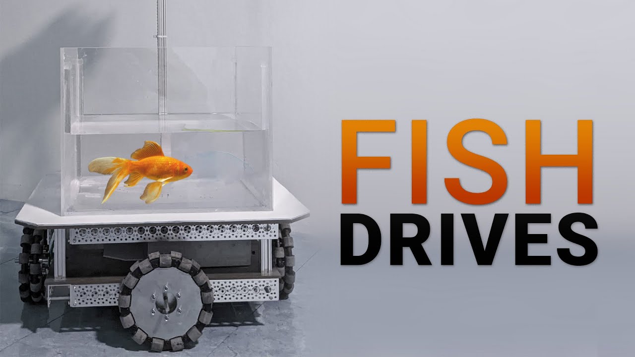 Can A Goldfish Drive a Car? Yes! But How? 🐠