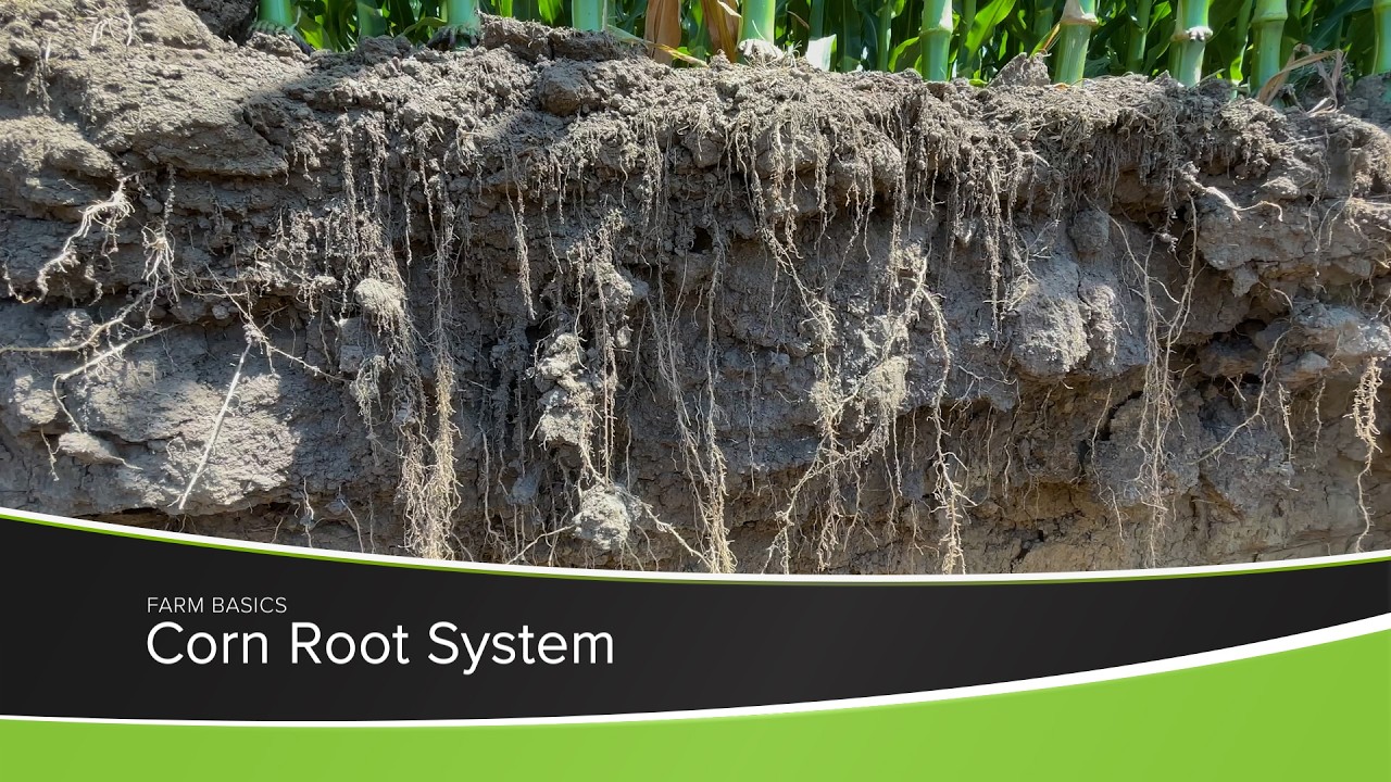 Corn Root System