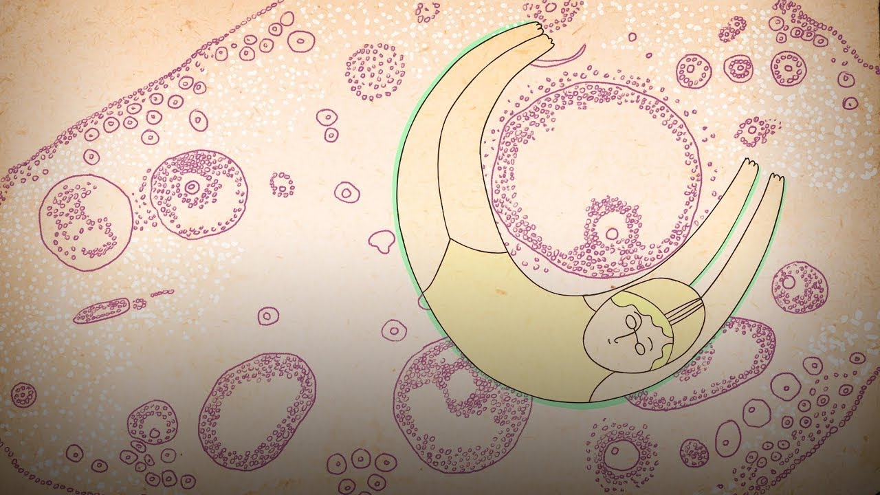 What Really Happens to Your Body During Menopause | Body Stuff with Dr. Jen Gunter