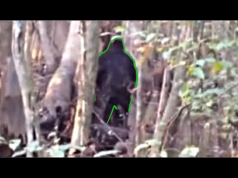 The Viral Skunk Ape Footage Everyone Misunderstood — Until Now