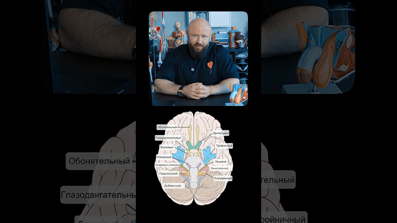 Зачем Нужны Поцелуи? #наука #отношения #здоровье