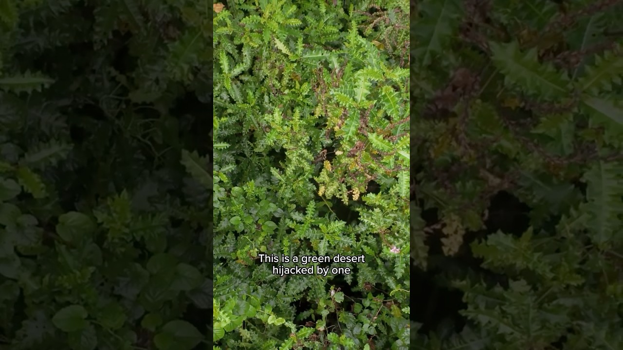 What is taking over this forest?