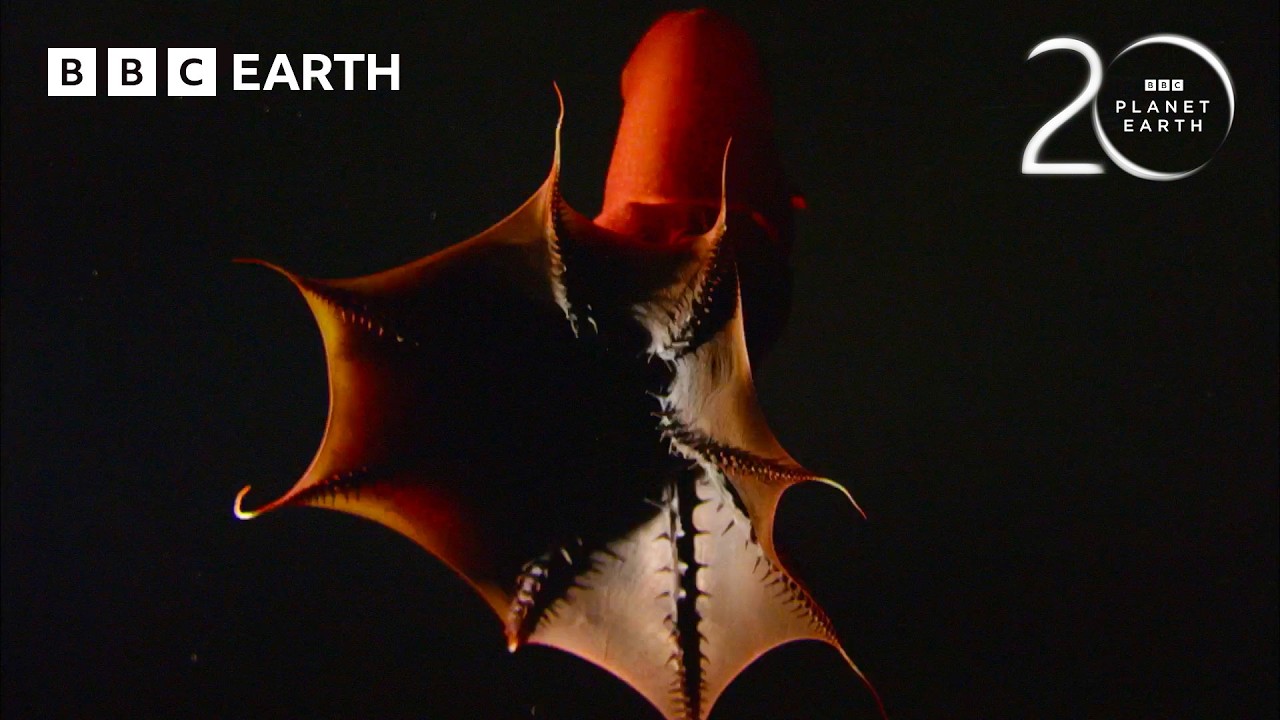 Is This The Ocean's 'Weirdest' Creature? | 20 Years of Planet Earth | BBC Earth