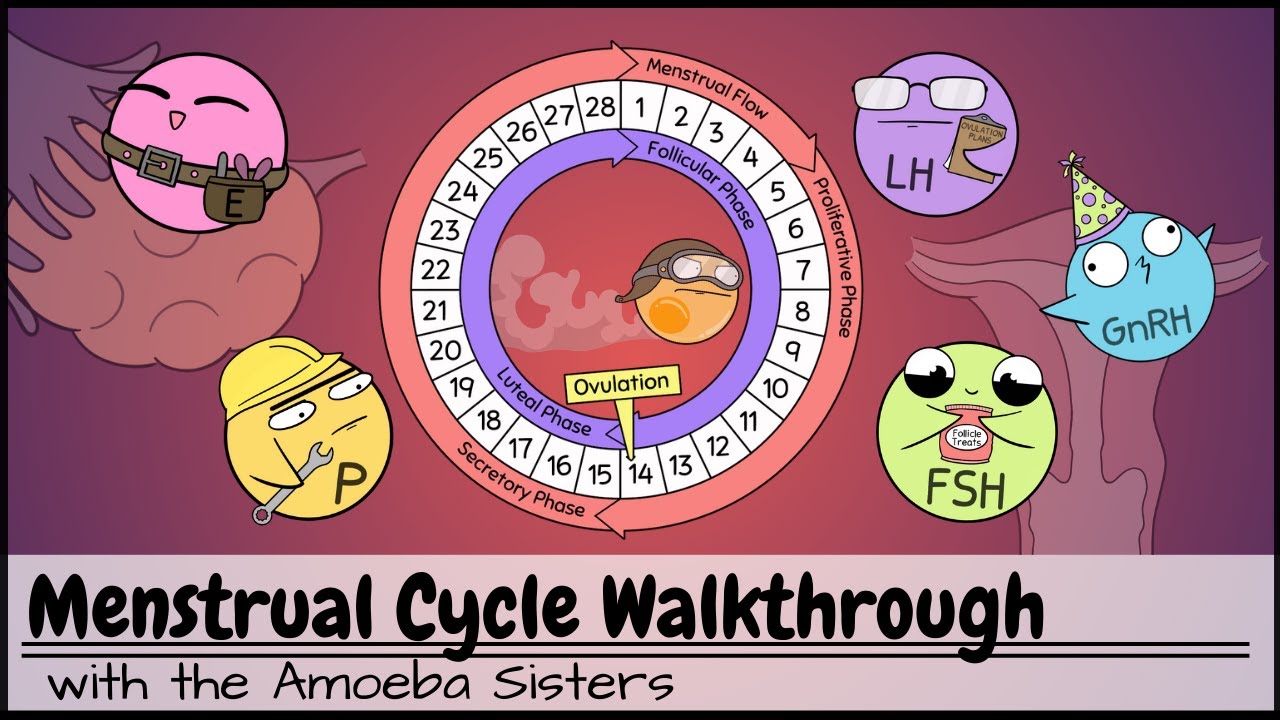 Menstrual Cycle Walkthrough: Phases & Hormonal Regulation