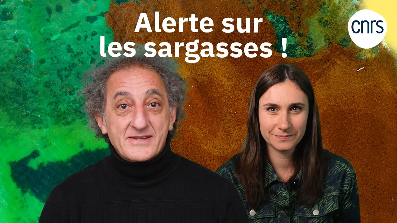 Sargasses : le cauchemar des Caraïbes | Alerte Verte