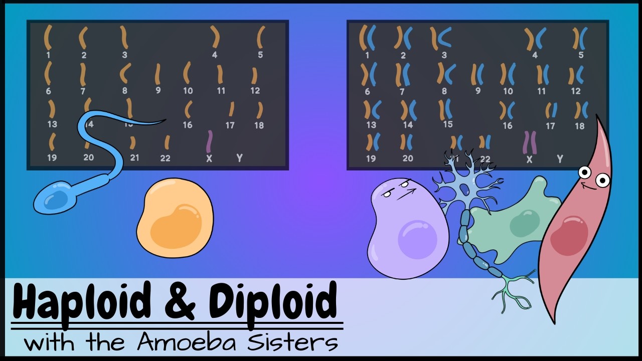 Haploid and Diploid