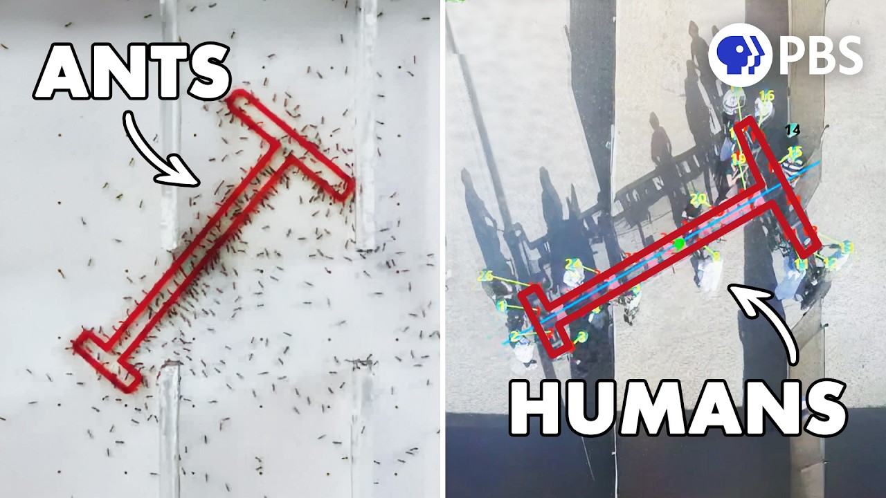 The Intelligence Test Where Ants Beat Humans