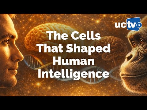 CARTA: Human-specific Alterations in Brain Cellular Proportions with Genevieve Konopka