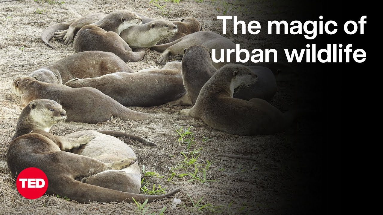 The Otters of Singapore — and Other Unexpected Wildlife Thriving in Cities | Philip Johns | TED