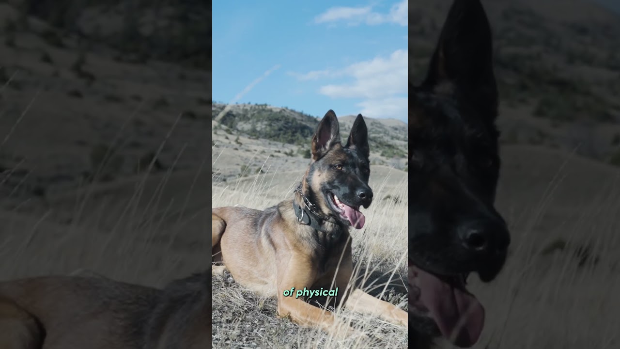 51-year-old sells protection dogs for $175,000 each on Montana ranch
