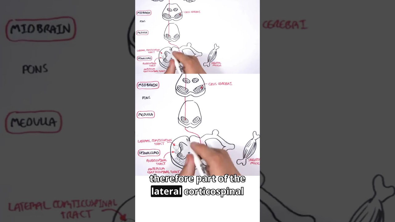 Want to move your hand? It all starts in the motor cortex 🧠✋ #neurology  #MotorPathways #meded