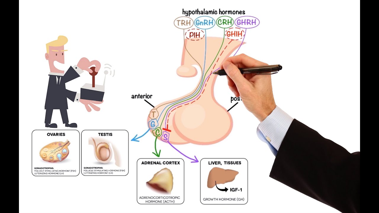 Pharmacology – DRUGS FOR PITUITARY AND THYROID DISORDERS (MADE EASY)