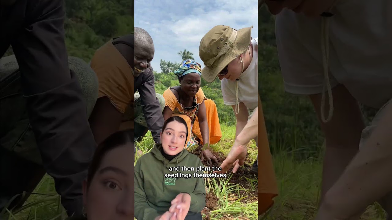 Who is planting the Ecosia trees?