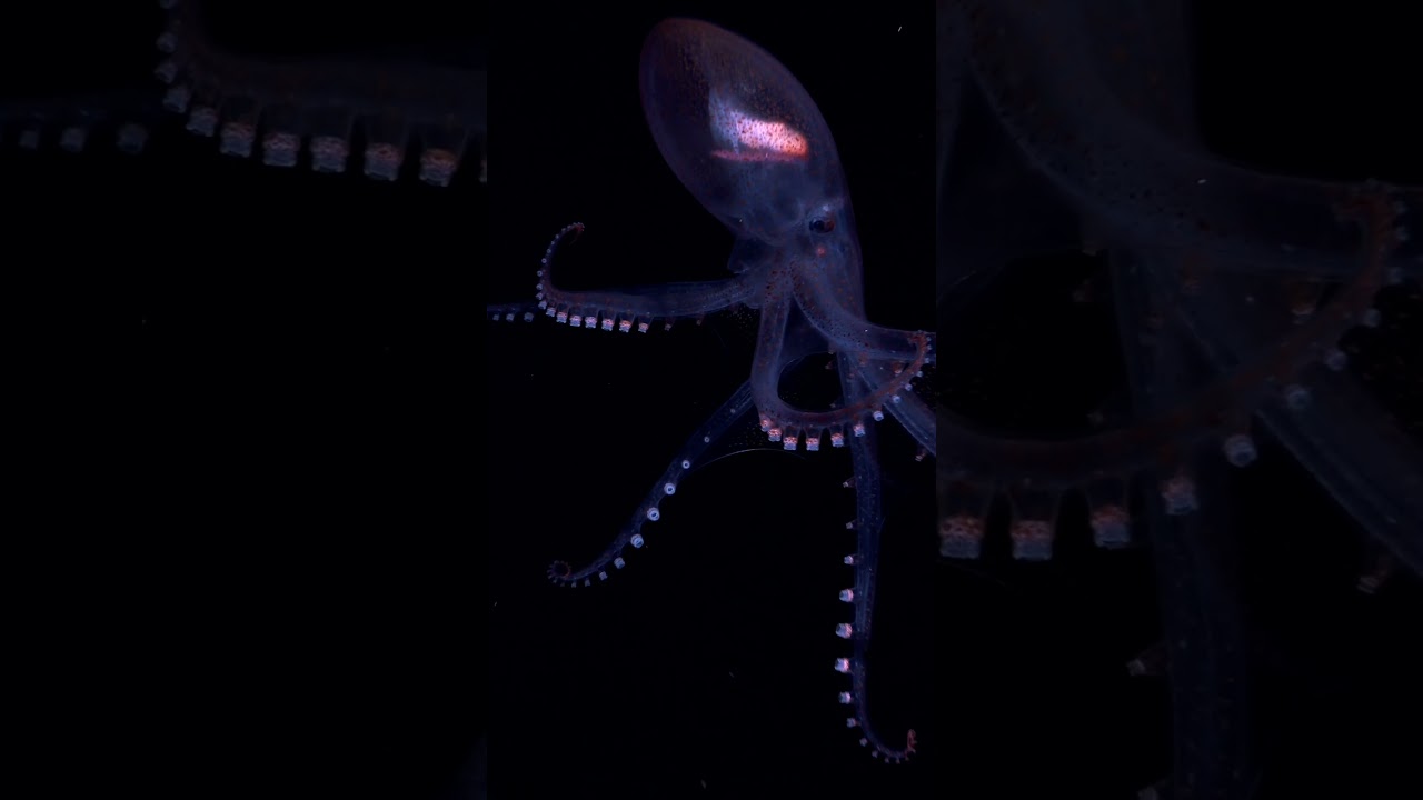 The Glass Octopus #oceanmysteries