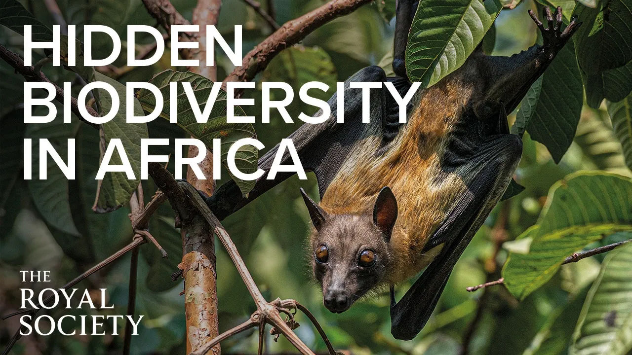 What do bats reveal about hidden biodiversity in Africa? | The Royal Society
