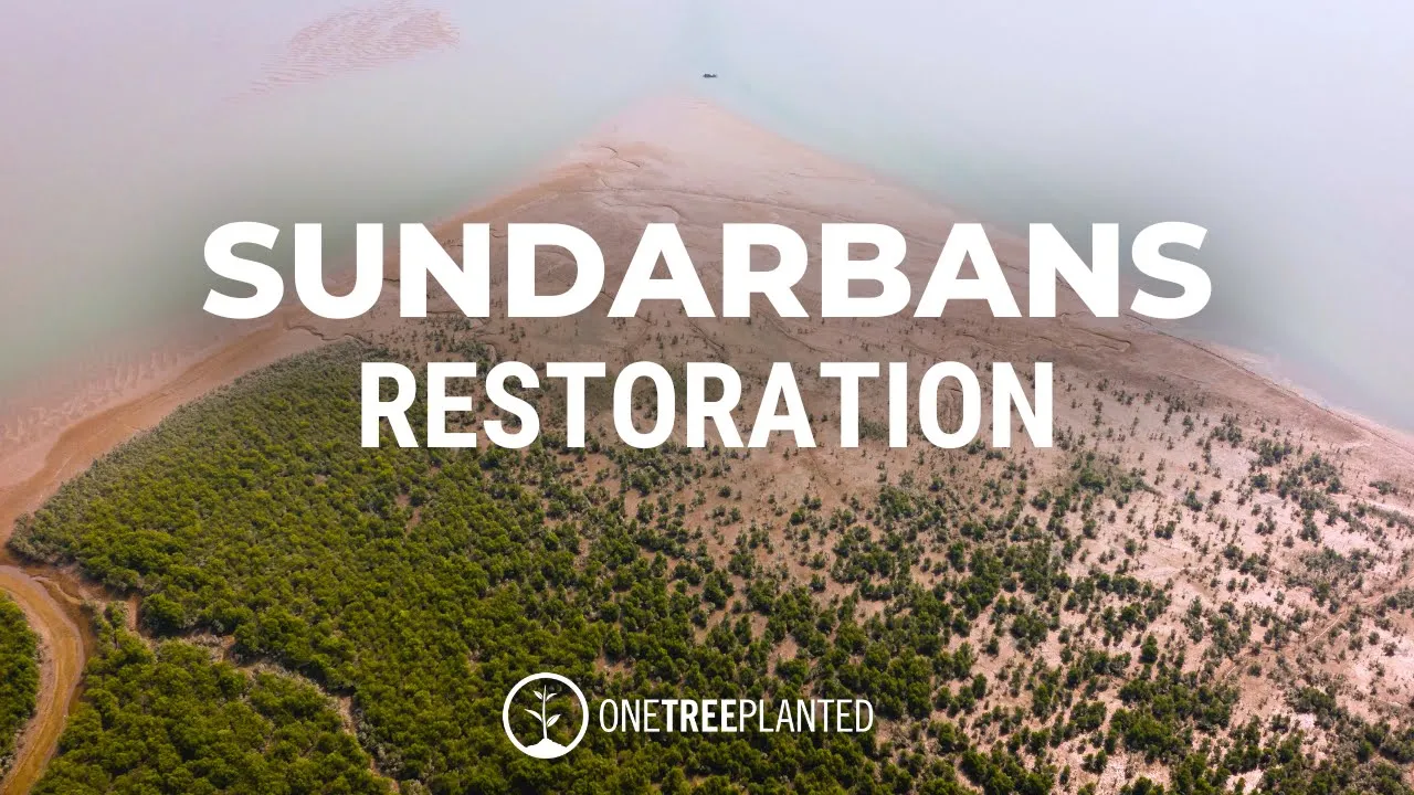Restoring Mangrove Forests in the Sundarbans | One Tree Planted