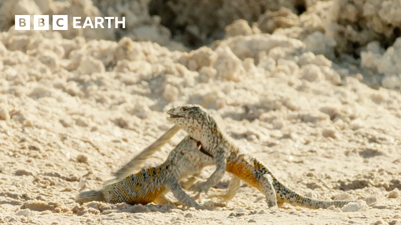 Rare Encounters from the Wild | BBC Earth