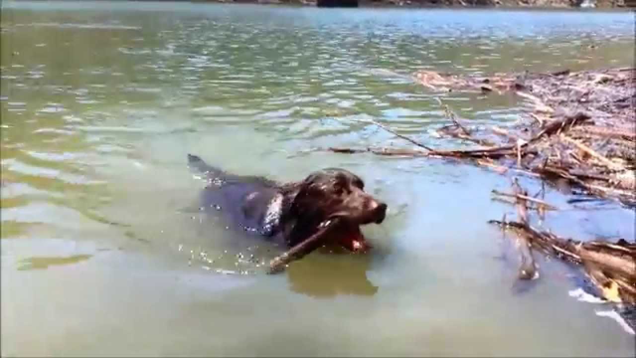 Lab Puppy playing fetch in a lake